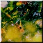 Flowers (Yellow) 2000 kleurenfoto 120x120cm