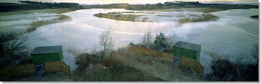 Vogelmeer