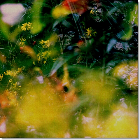 Flowers (Yellow)