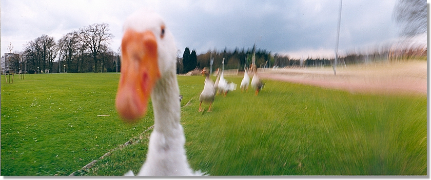 Gans