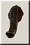 Olifant 1994 brons