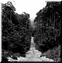 Zonder titel (Bospad) 1996 zw/w foto 120x120cm